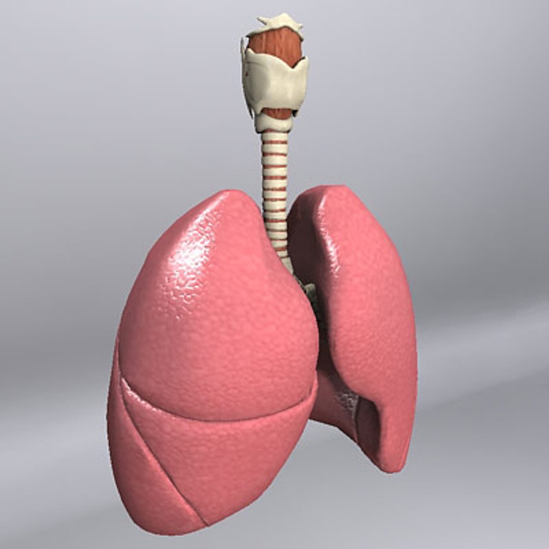 3d model human organ set https://p.turbosquid.com/ts-thumb/fU/BSNh22/yXjZLQ17/pulmonary_3/jpg/1296468911/1920x1080/fit_q87/e5e4f8e0aeef1386b11ef3739975656cbd2f1380/pulmonary_3.jpg