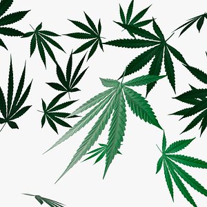 Weed Cannabis Leaves Falling