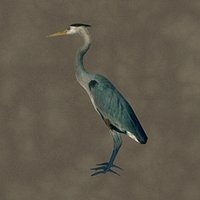 FE54BlueHeron