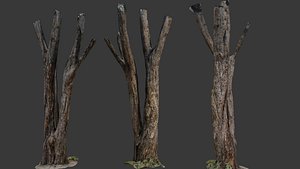 Broken Tree Trunk