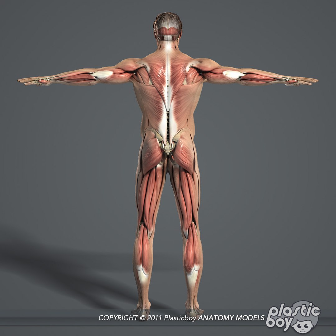 3d Model Of Male Body Muscular Skeletal
