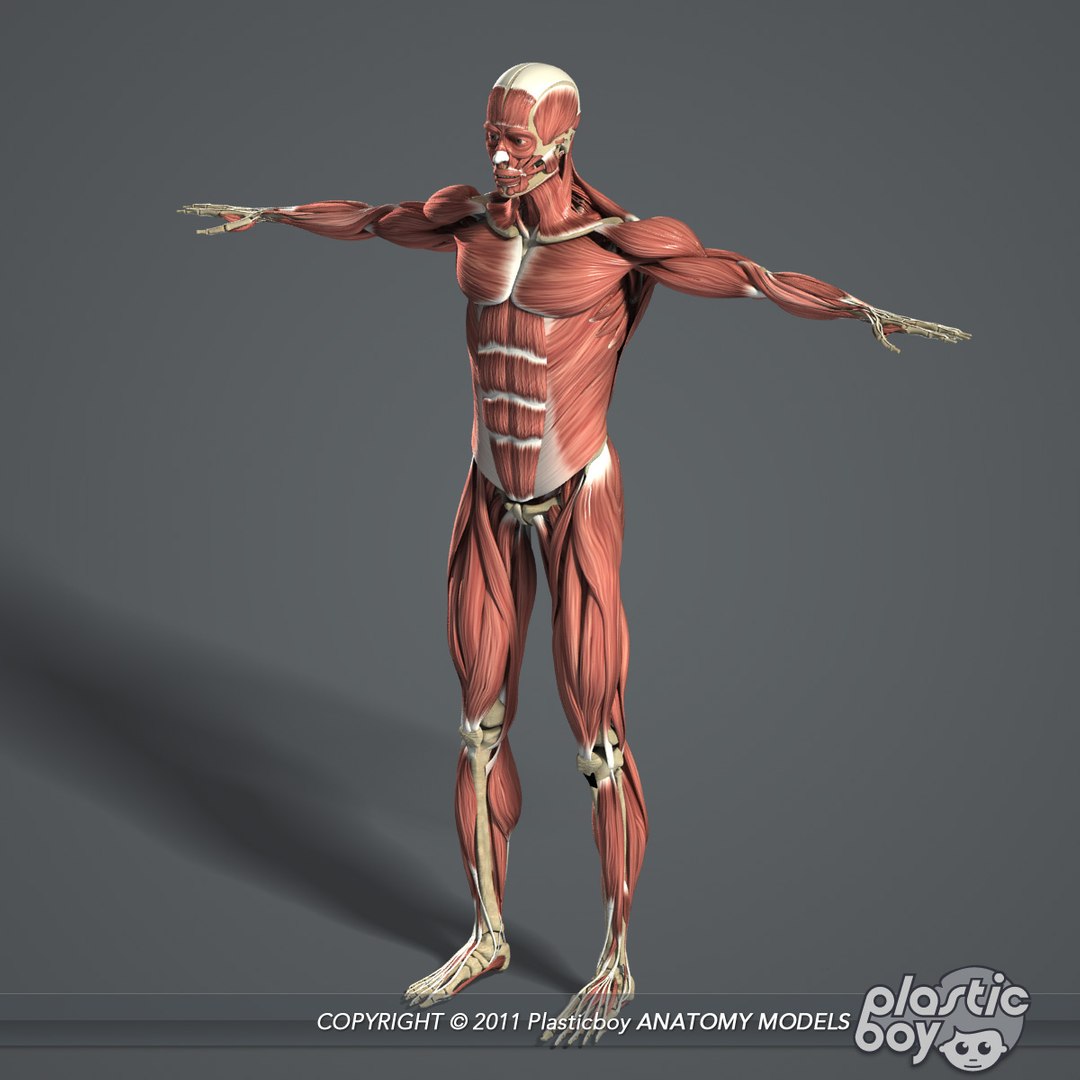 3d Model Of Male Body Muscular Skeletal