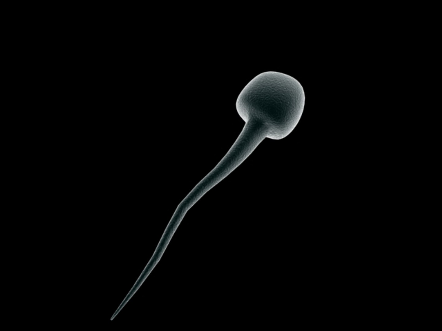 3ds science blood cells https://p.turbosquid.com/ts-thumb/fU/c2yafT/7CrggBQv/sperm02/jpg/1155285544/1920x1080/fit_q87/9357c5ac709aef69dce5e8cdf9cb5cc761323292/sperm02.jpg