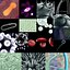 Science Collection