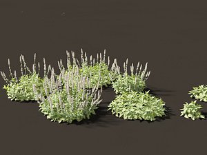 Stachys byzantina - lambs ears model