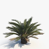 Cycad BroodBoom B