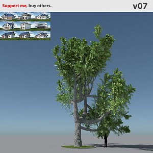 Tree Oak V7