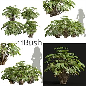 11 Different 3D models in the scene  Dipteris Conjugata  Medium  Small 3D model