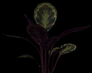 Calathea.max