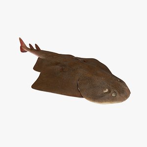 Japanese Angelshark1 3D model