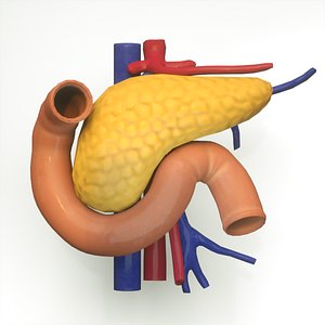 3D pancreas human model