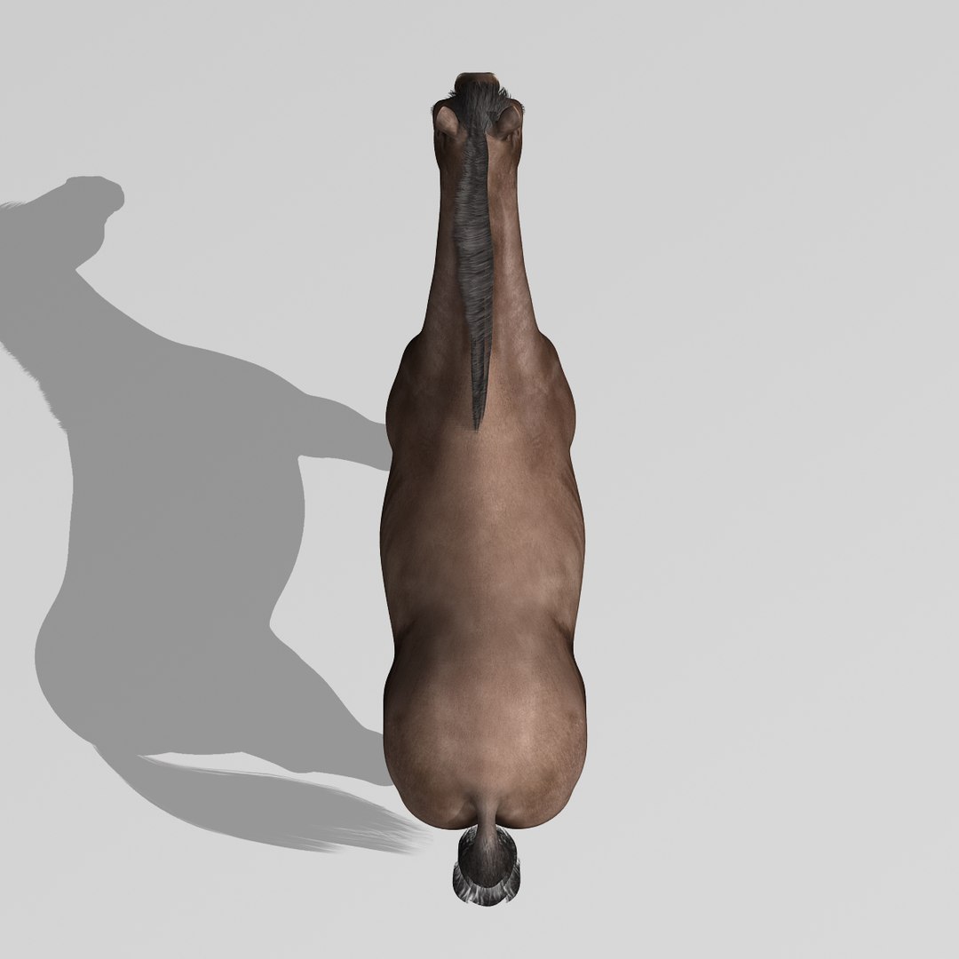 lwo rigged 4 horse 1 https://p.turbosquid.com/ts-thumb/fV/zbZXUK/3mgqB2TV/darkbrown_horse_k/jpg/1423209154/1920x1080/fit_q87/396edbaff5bc98d7d99e2bcd0edcad89abfe7d7e/darkbrown_horse_k.jpg
