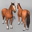 Horse  4 in 1 Bundle