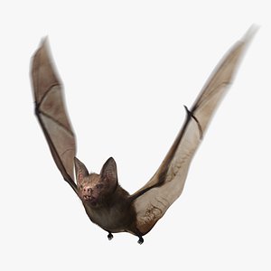 animated bat 3D model