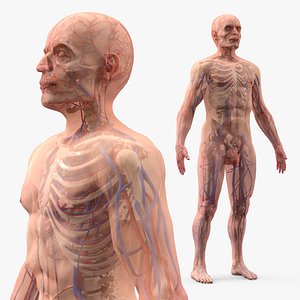 Male Anatomy with Skeletal and Circulatory Systems