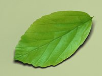 Persianironwoodleaf Parrotia persica