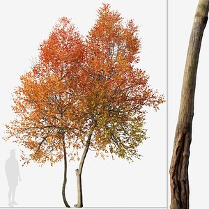 Set of Autumn Blaze or Acer x freemanii Tree 3D