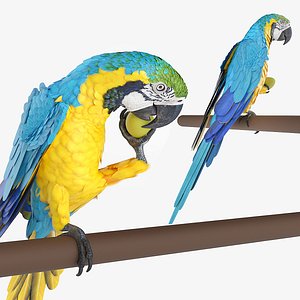 Macaw Parrot Eating Animated Rigged For Maya