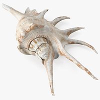 Scorpio Spider Shell