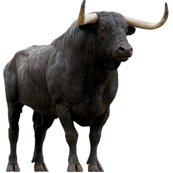 Toro 3D Modelos para Descargar | TurboSquid