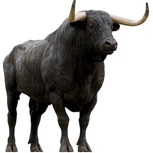 bull
