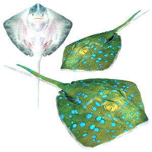 Stingray