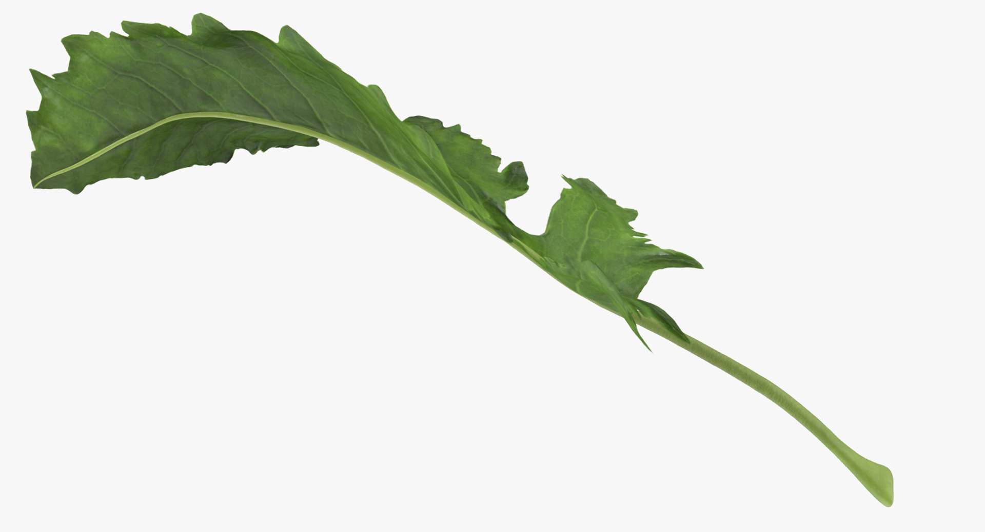 Leaves Collection 4 3D model https://p.turbosquid.com/ts-thumb/fW/NJgRq6/3k/leaves_collection_4_027/jpg/1769170915/1920x1080/fit_q87/aac29a658b865fc127fa9b22e83b4328213a064c/leaves_collection_4_027.jpg