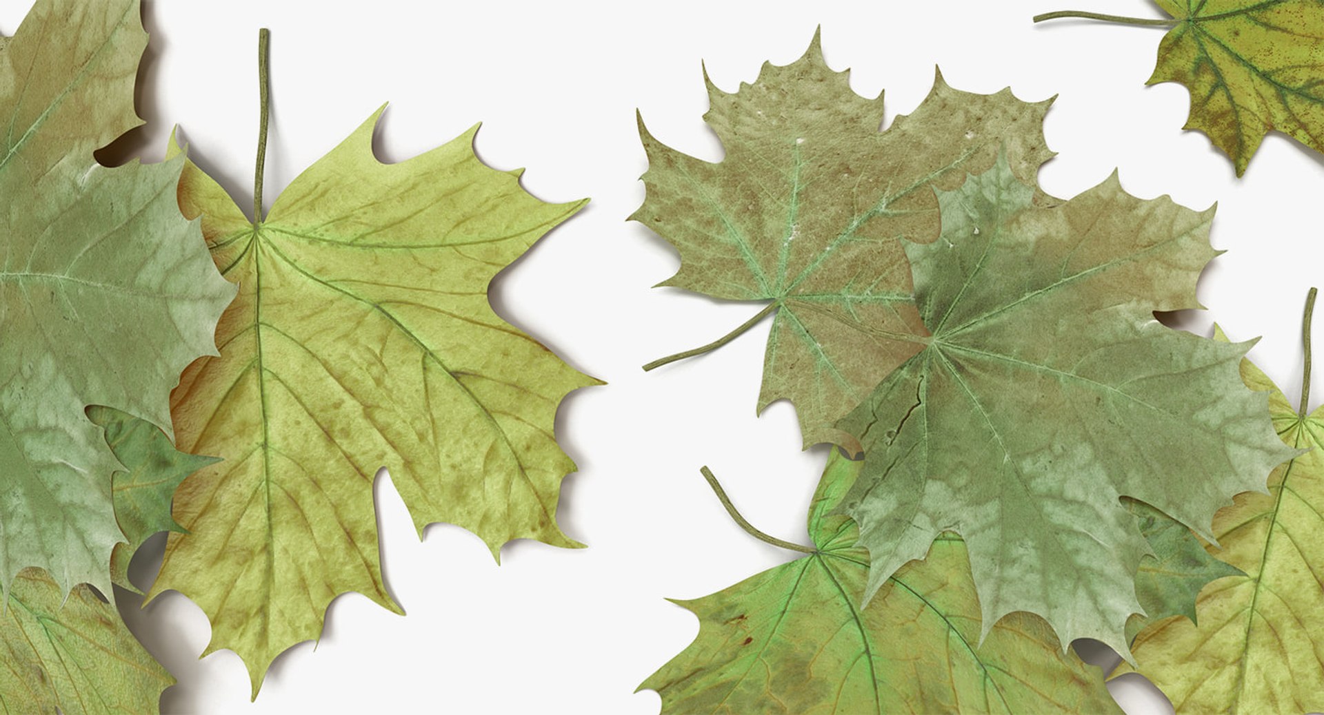 Leaves Collection 4 3D model https://p.turbosquid.com/ts-thumb/fW/NJgRq6/Kc/leaves_collection_4_041/jpg/1769170922/1920x1080/fit_q87/cac0c2b8f2aa75940aa93f573090fde705a904bb/leaves_collection_4_041.jpg