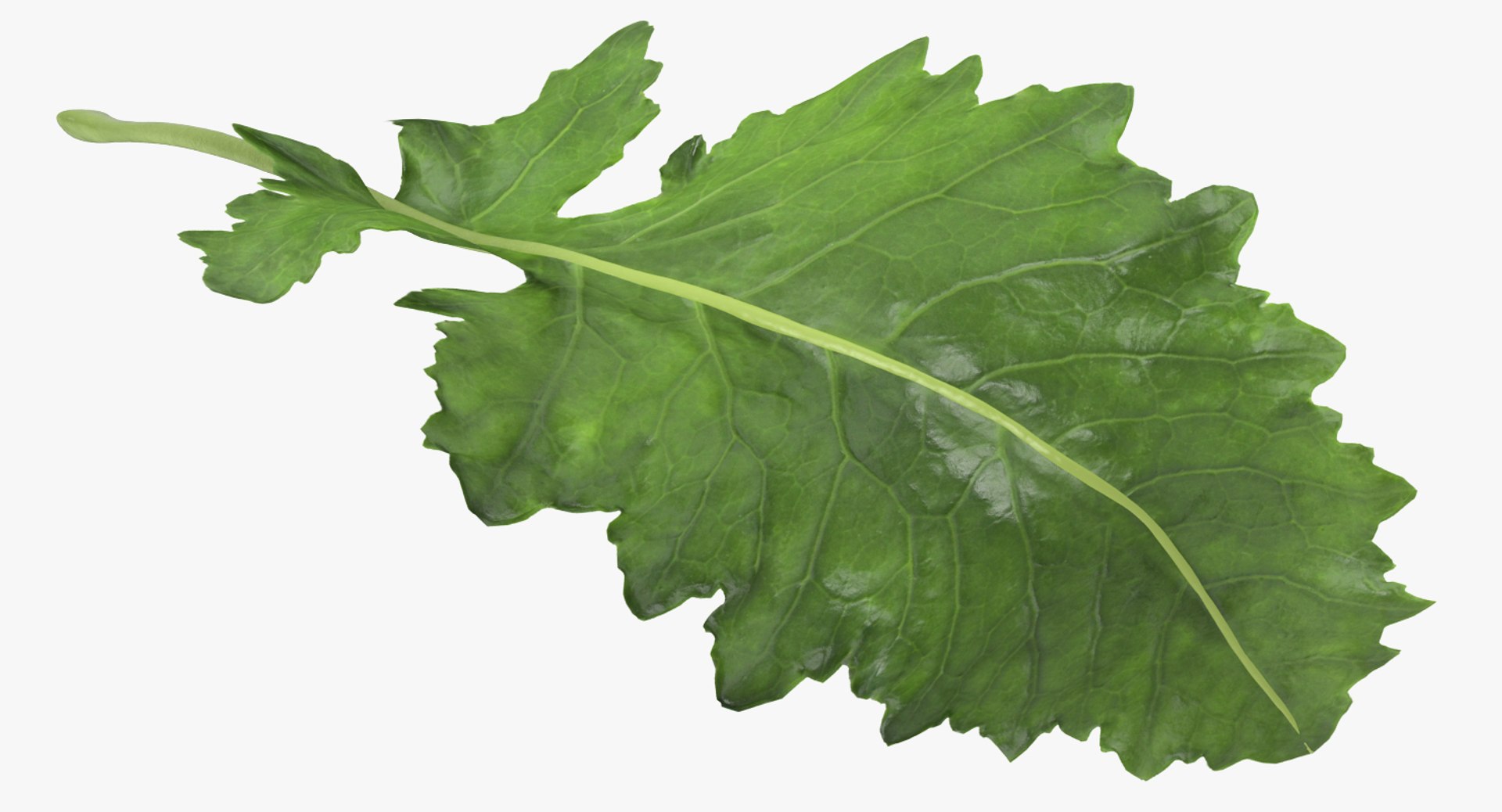 Leaves Collection 4 3D model https://p.turbosquid.com/ts-thumb/fW/NJgRq6/aI/leaves_collection_4_029/jpg/1769170917/1920x1080/fit_q87/9b46df0060a06042c877f01cd6b8e06991455dd7/leaves_collection_4_029.jpg