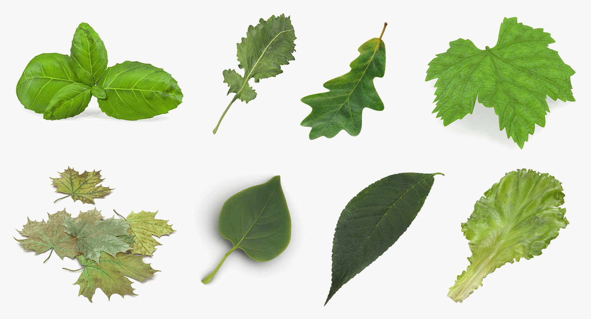 Leaves Collection 4 3D model https://p.turbosquid.com/ts-thumb/fW/NJgRq6/k8/leaves_collection_4_001/jpg/1769170904/1920x1080/fit_q87/bea5ecb56ac81819b1179e3bc6b53b26435f8663/leaves_collection_4_001.jpg