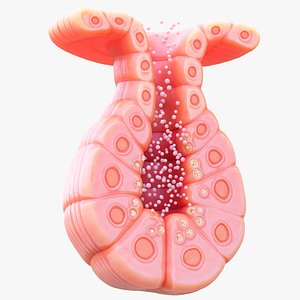 3D Exocrine gland model