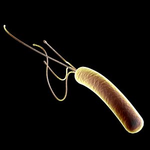 Helicobacter pylori bacteria