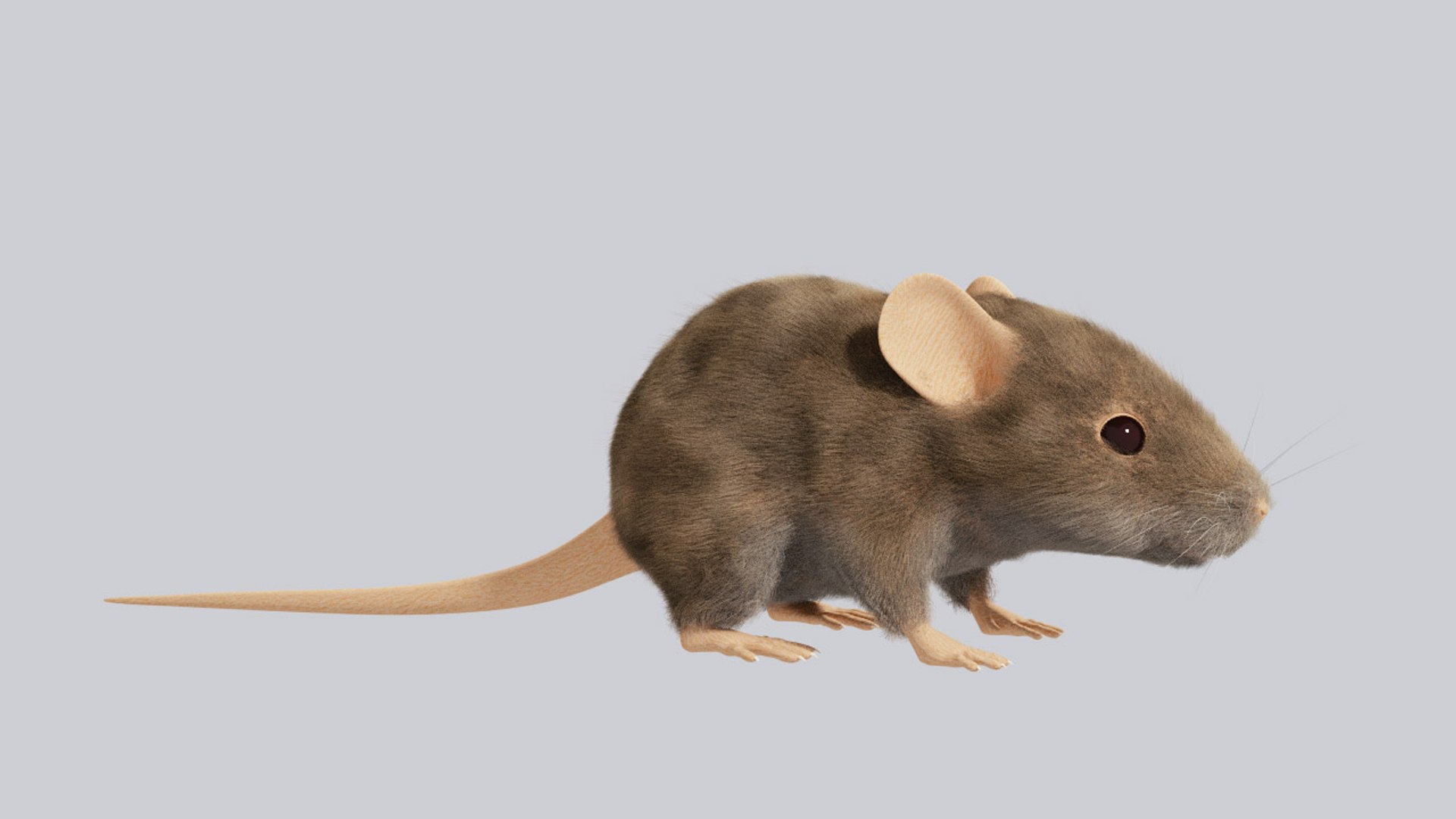 Включи 3 мышей. Мышь модель. Мышка 3д модель. Макет мыши. Мышка для 3d моделирования.