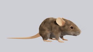 Mouse