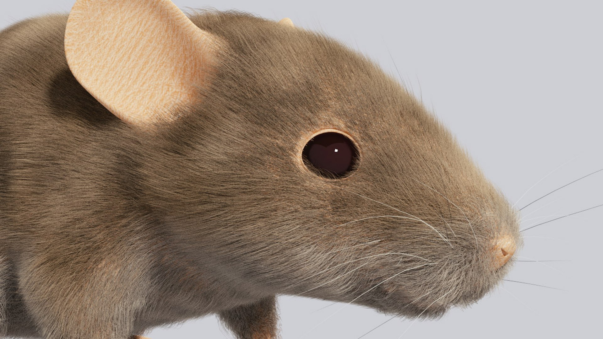 mouse 3d blend