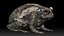 Cane Toad frog bullfrog