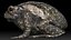 Cane Toad frog bullfrog