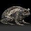 Cane Toad frog bullfrog