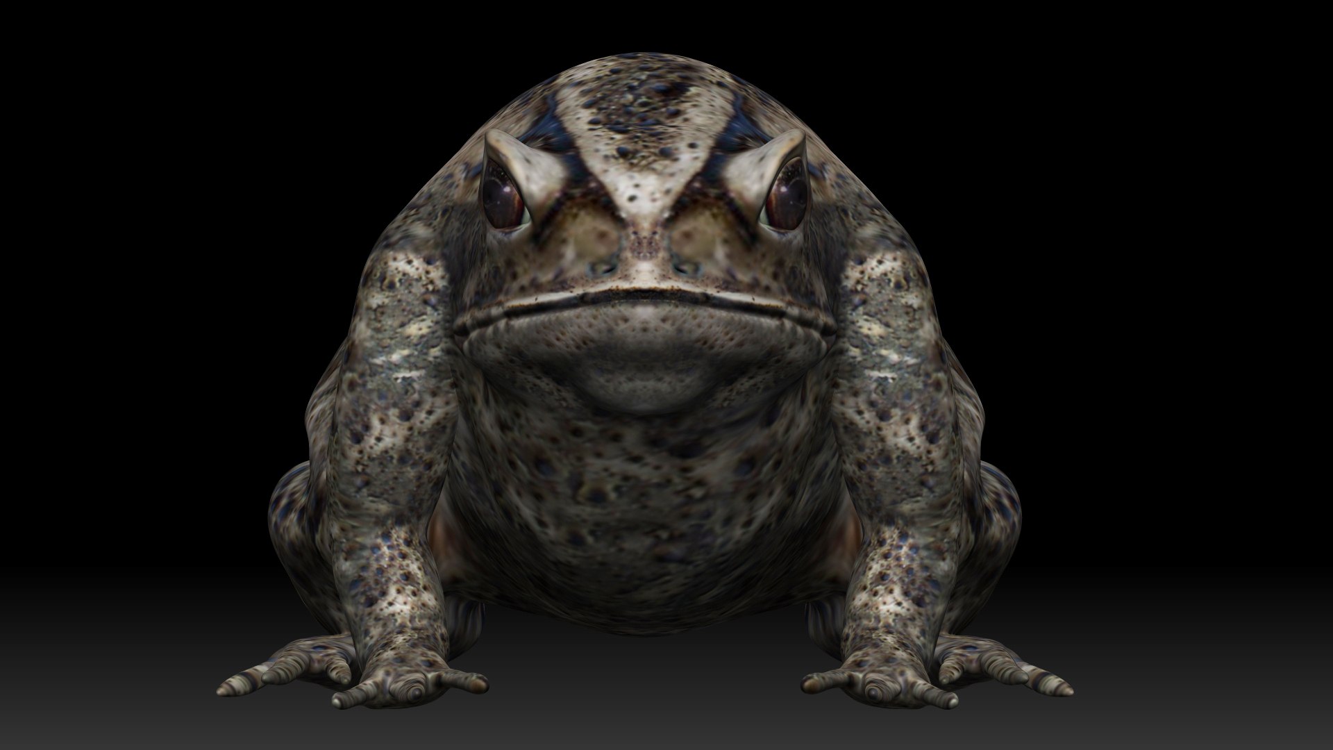 Cane Toad frog bullfrog model https://p.turbosquid.com/ts-thumb/fW/hz6SCF/BU/22/jpg/1621183383/1920x1080/fit_q87/cf7b34eca95cc23ec394b6a4daf1ba7c51316172/22.jpg