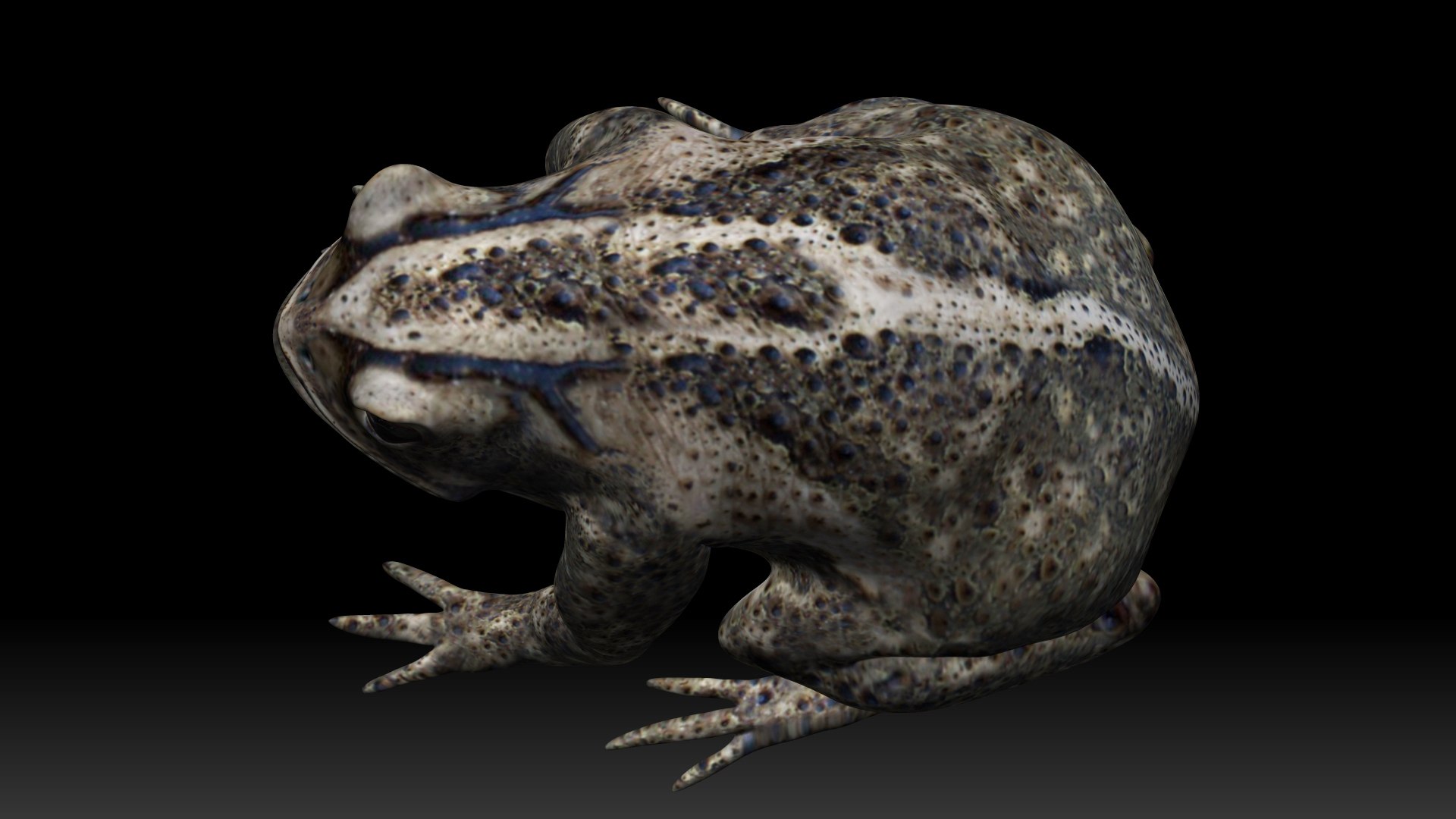 Cane Toad frog bullfrog model https://p.turbosquid.com/ts-thumb/fW/hz6SCF/D1/25/jpg/1621183372/1920x1080/fit_q87/819014236c7bfbb568623bde06f0dacc79f0ef56/25.jpg