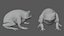 Cane Toad frog bullfrog