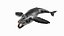 Humpback Whale Realistic