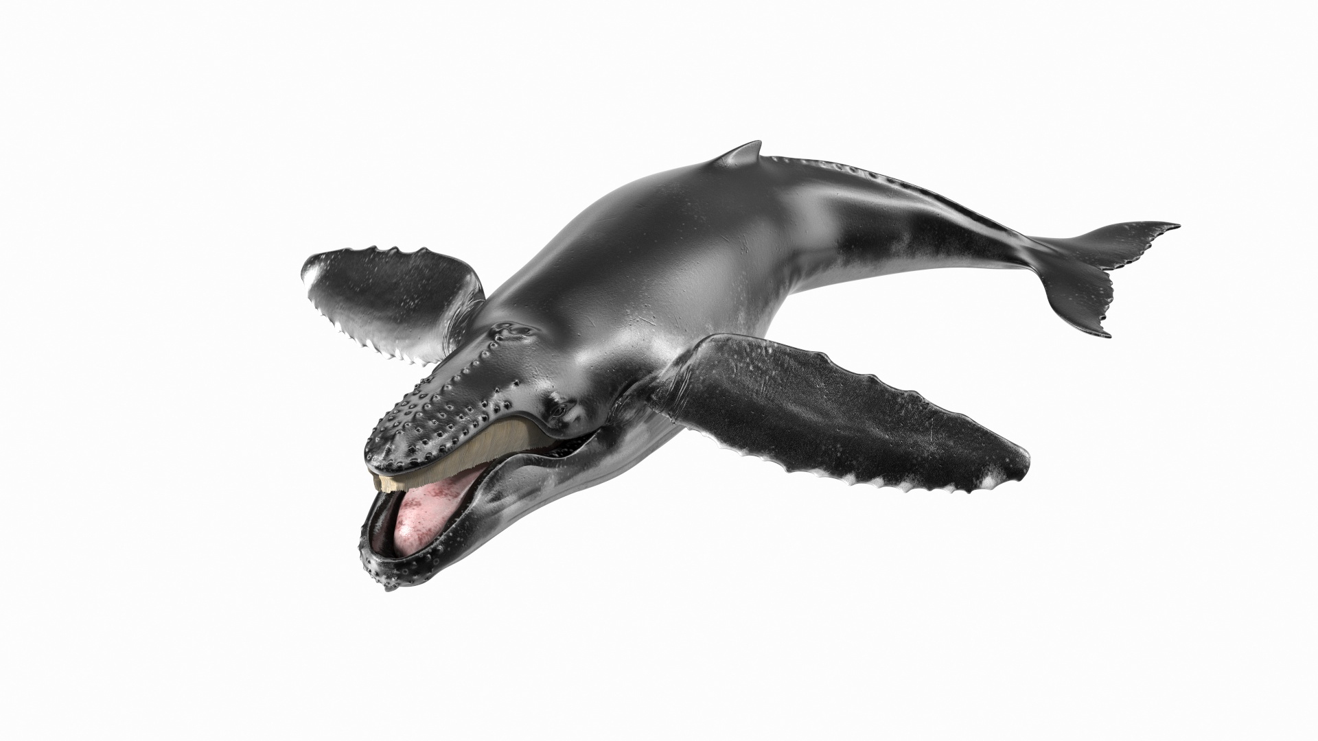 3D Humpback Whale Realistic https://p.turbosquid.com/ts-thumb/fW/iDq5Rt/2u/humpback_whale_realistic_360/jpg/1724653640/1920x1080/turn_fit_q99/53ca4c00563209dd0253fb3256ab6c0f4e4a4c03/humpback_whale_realistic_360-1.jpg