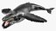 Humpback Whale Realistic