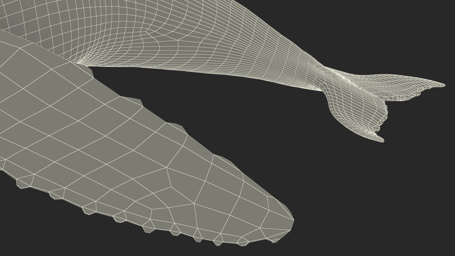 3D Humpback Whale Realistic - TurboSquid 2272713