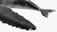 Humpback Whale Realistic
