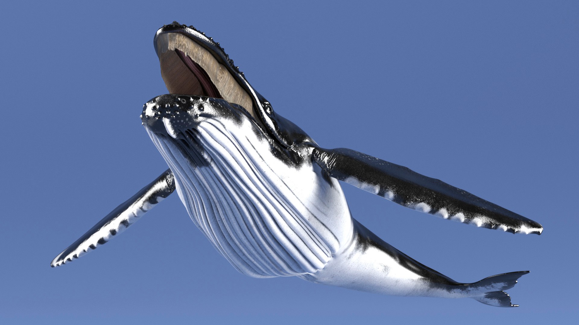 3D Humpback Whale Realistic https://p.turbosquid.com/ts-thumb/fW/iDq5Rt/CF/humpbackwhalerealistic3dmodel005/jpg/1724653812/1920x1080/fit_q87/52d382ef5518e716d5b6ec7dbe70361e87ad63db/humpbackwhalerealistic3dmodel005.jpg