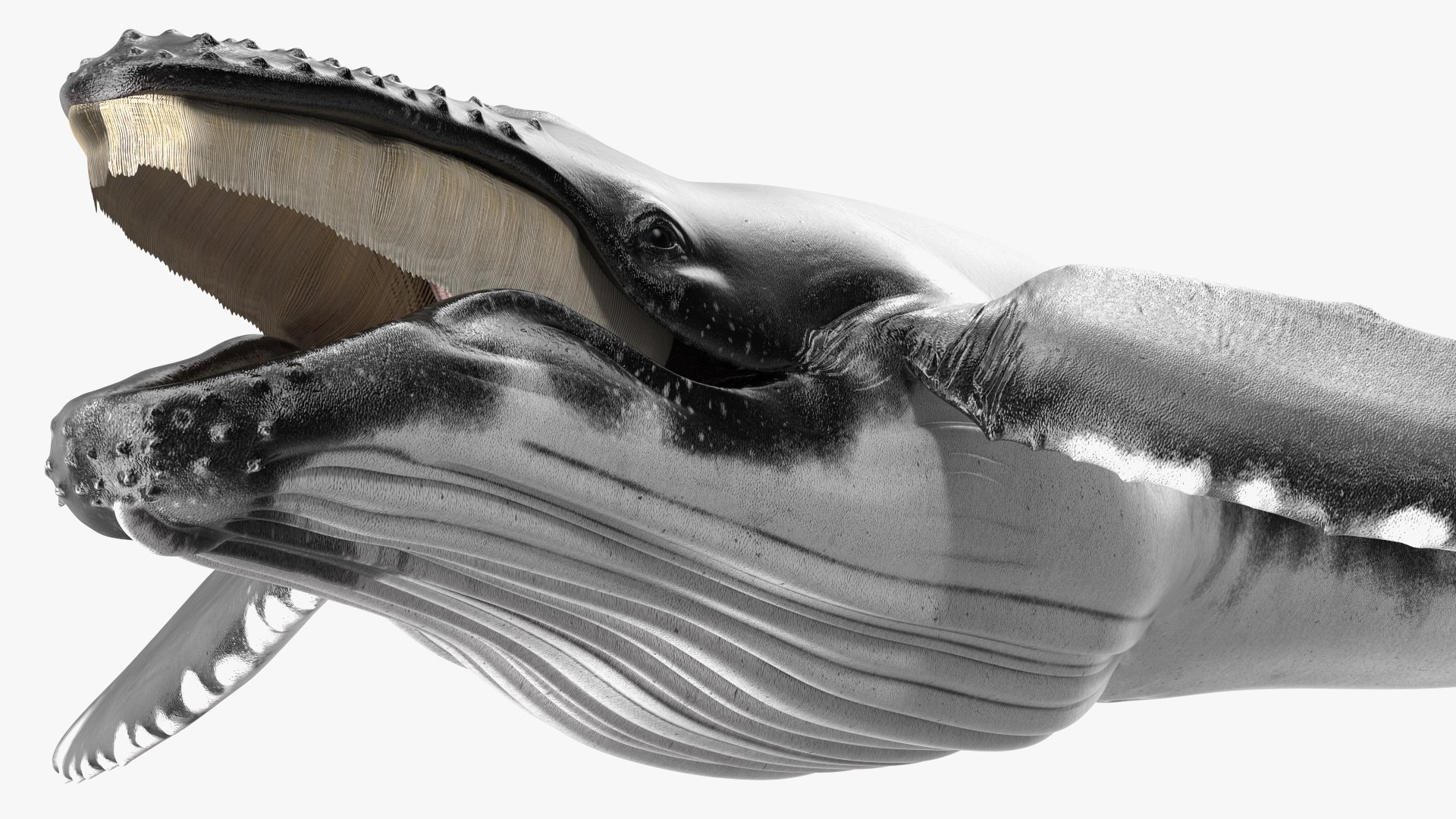 Humpback Whale Realistic 3D model preview