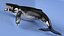 Humpback Whale Realistic