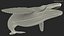 Humpback Whale Realistic